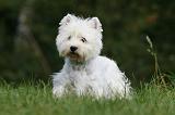 WESTIE 281